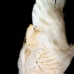 frogfish_hispid_ta_hsb_r_v_0095_kom3140.jpg